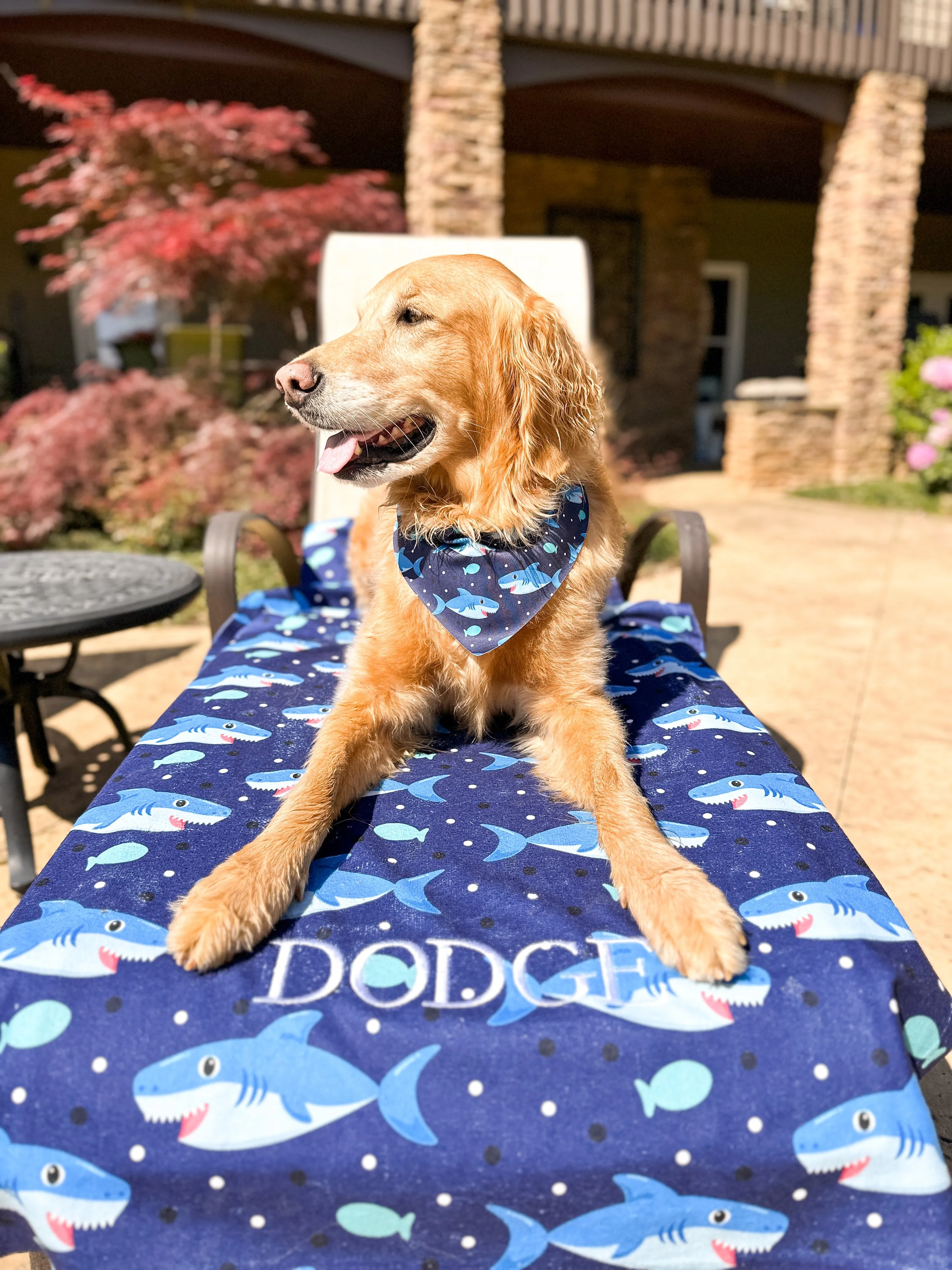 Navy Sharks Endurance Dog Bandana