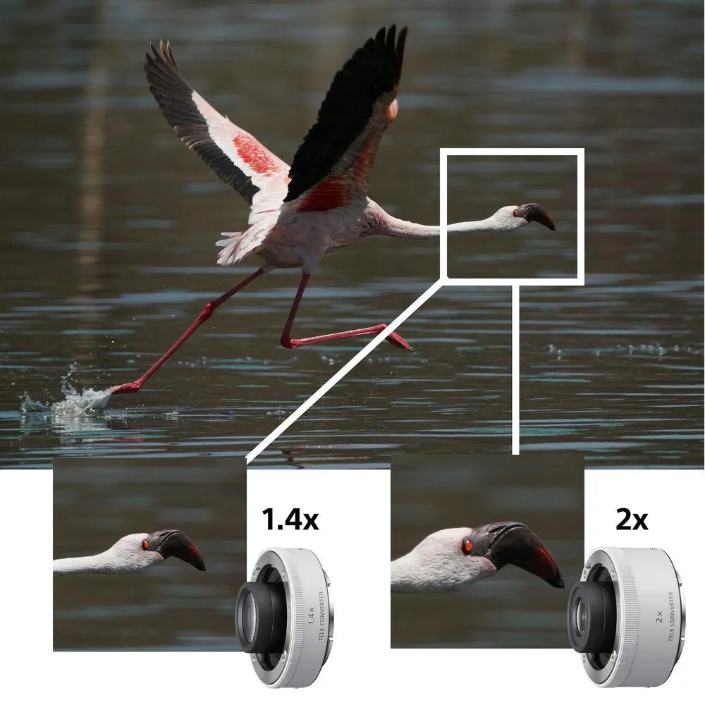 Sony FE 200-600mm F5.6-6.3 G OSS Lens